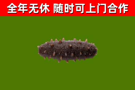 中阳烟酒回收干海参.jpg